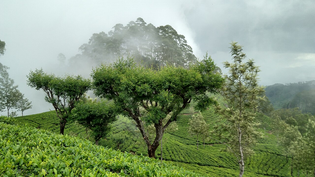 හපුතලේ කඳු