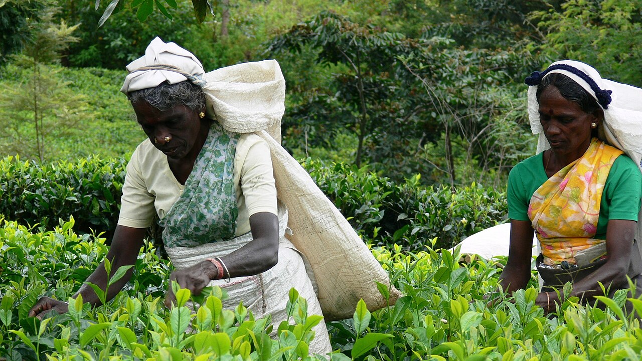 Workers moving through tea plants in Sri Lanka